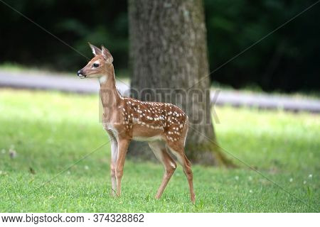 Cute White-tailed Deer Fawn In An Ipen Meadow In Summer