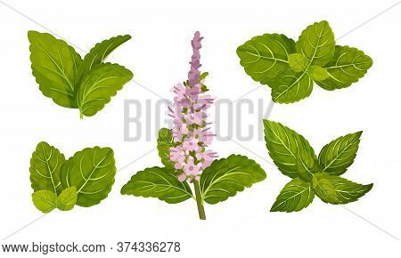 Fresh Green Mint Leaves And Blossoming Flower Vector Set