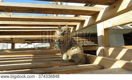Proud Gray Cat With Long Unkempt Fur Sits In The Middle Of A Wooden Structure