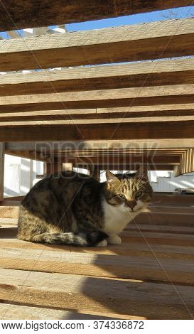 A Mother-of-pearl Cat With A White Collar Hides Inside A Wooden Structure From The Direct Rays Of Th