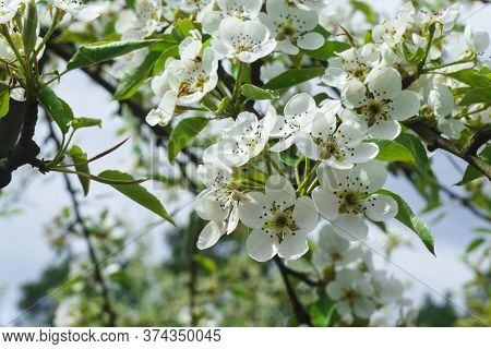 Snow-white Flowers Of Cherrytree Bloomed Among Young Green Leaves In The Spring Garden