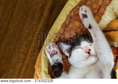 Lazy Kitten Cat Relaxes Sleeping In The Blanket On The Wooden Floor With Warm Sunlight At Sunday Mor