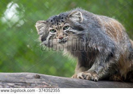 Pallas's Cat (otocolobus Manul). Manul Is Living In The Grasslands And Montane Steppes Of Central As