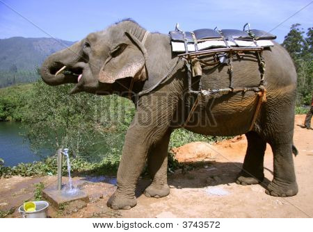 Elefante