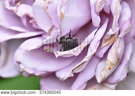 Garden Pests. Closeup Photo Of A White Spotted Rose Beetle (oxythyrea Funesta) Emerging From A Rose.