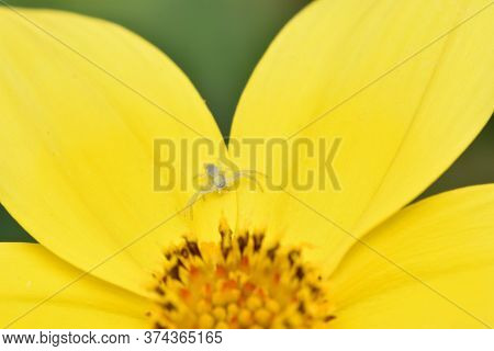 Tiny Crab Spider Waiting For Prey Towards The Center Of A Yellow Flower. Maybe Philodromus Albidus