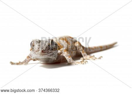 Gargoyle Gecko Isolated On A White Background