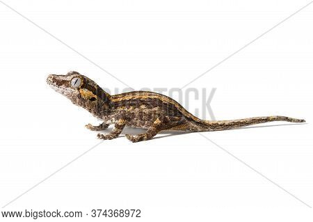 Gargoyle Gecko Isolated On A White Background