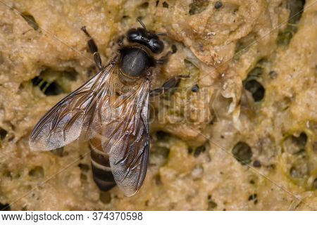 Indian Rock Honeybee (apis Dorsata) Drinking Water From Moss