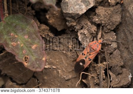 Dorsal Shot Of Seed Bug To Show Its Habitat