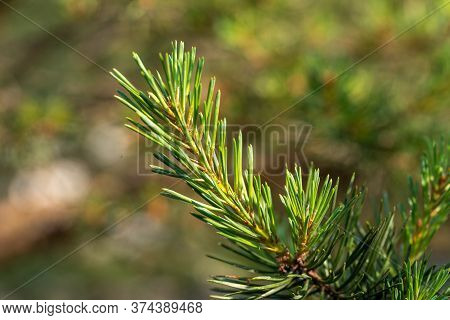 Young Branches Of Pine Tree. Closeup Of Green Pine Tree Young Needles.