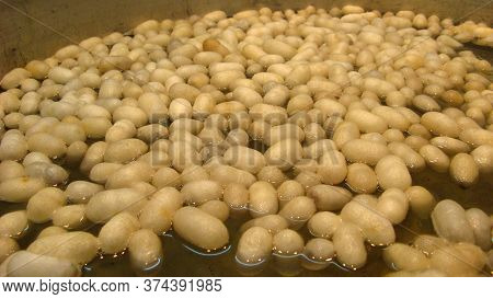 The Cocoon Of The Silkworm. Manufacturer Of Silk