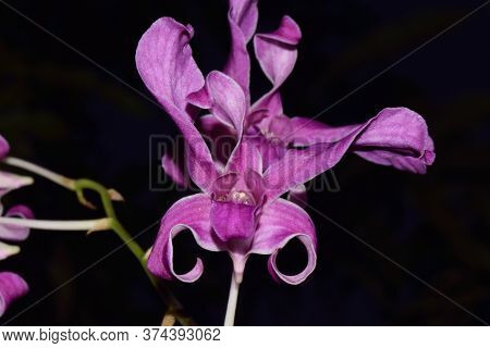 detail of a Prosthechea orchid from a Cuban garden