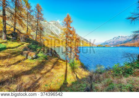 Picturesque Autumn Scene In Swiss Alps And Views Of Sils Lake (silsersee). Colorful Autumn Scene Of 