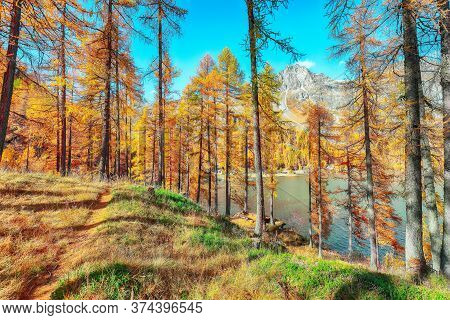 Picturesque Autumn Scene In Swiss Alps And Views Of Sils Lake (silsersee). Colorful Autumn Scene Of 