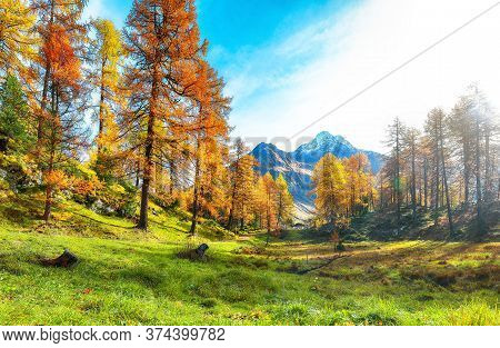 Fantastic Autumn Scene In Swiss Alps Near Maloja  Village. Colorful Autumn Scene Of Swiss Alps. Loca