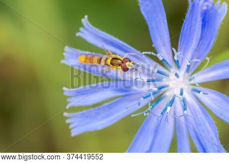 A Type Of Hoverfly, Sphaerophoria, Feeding On The Nectar Of A Cichorium Intybus On A Green Natural B