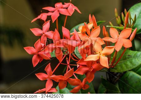 Jungle Geranium Also Known As Flame Of The Woods Or Jungle Flame Flowers In Focus With A Blurred Bac