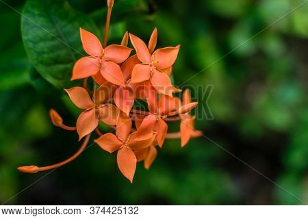 Jungle Geranium Also Known As Flame Of The Woods Or Jungle Flame Flowers In Focus With A Blurred Bac