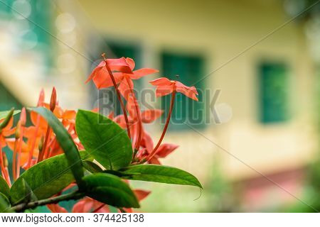 Jungle Geranium Also Known As Flame Of The Woods Or Jungle Flame Flowers With Leaves In Focus With A