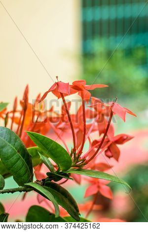 Jungle Geranium Also Known As Flame Of The Woods Or Jungle Flame Flowers With Leaves In Focus With A