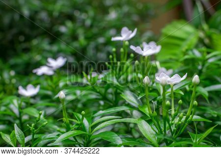 Pinwheel Flowers With Their Buds And Green Leaves After A Shower. Selective Focusing On The Near Flo