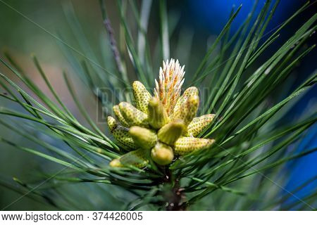 Bog Pine, Latin Name Pinus Mugo, Male Pollen Producing Strobili.
