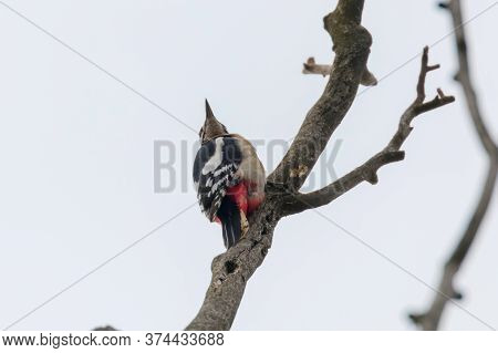 Great Spotted Woodpecker On Branch (dendrocopos Major)