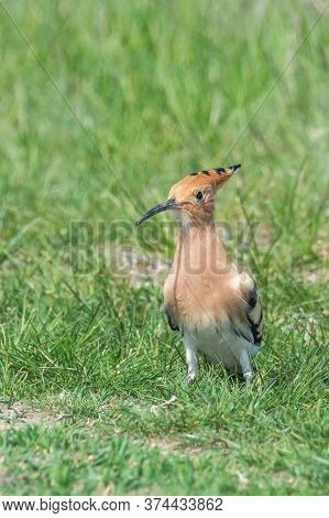 Hoopoe, Common Hoopoe (upupa Epops) Eurasian Hoopoe