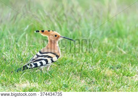 Hoopoe, Common Hoopoe (upupa Epops) Eurasian Hoopoe