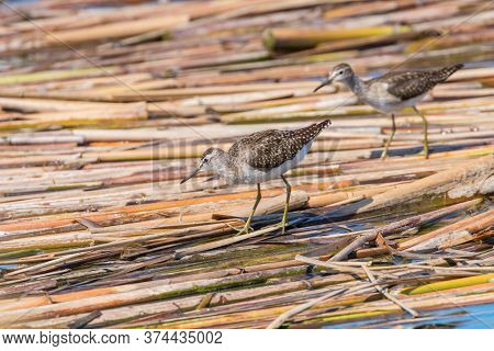 Sandpiper, Wood Sandpiper (tringa Glareola) Wader Bird Sandpiper