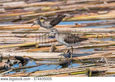 Sandpiper, Wood Sandpiper (tringa Glareola) Wader Bird Sandpiper
