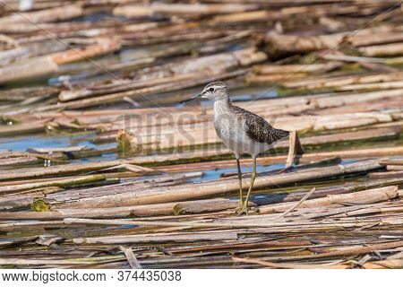 Sandpiper, Wood Sandpiper (tringa Glareola) Wader Bird Sandpiper