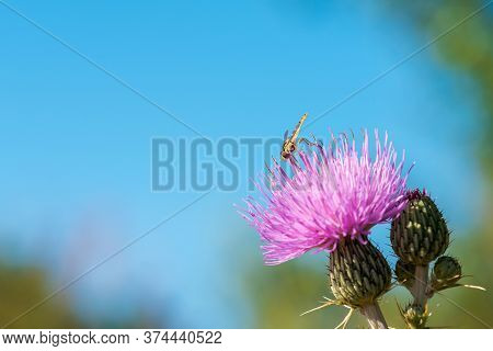 A Type Of Hoverfly, Sphaerophoria, Feeding On The Nectar Of A Wild Flower, Onopordum Acanthium In Pa