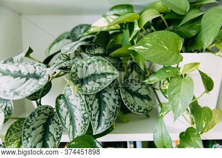 Lianas Of Epipremnum Marble Or Scindapsus Painted On A White Background, Home Plants