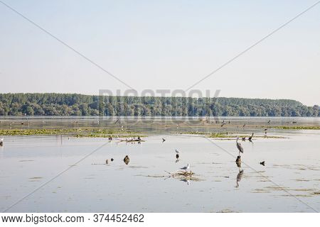 Wading Birds, Mainly Herons And Egretta, Standing In Swamps In The Danube Area Of Serbia, During A S
