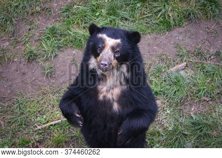 The American Black Bear (ursus Americanus, Previously Known As Euarctos Americanus) Stands On Its Hi
