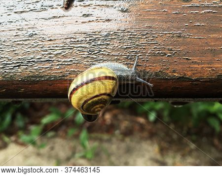 A Brown And Yellow Striped Snail Upside Down, Crawling On A Wooden Bench, After A Big Rain