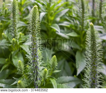 Full Frame Flourish Green Vegetation Closeup Including Some Stalks And Stipes