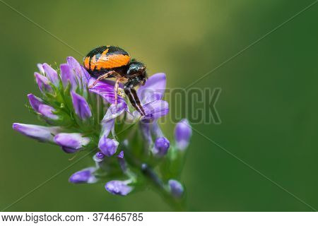 Red Crab Spider, Synema Globosum, Lateral View, Waiting For A Prey On A Wild Flower In Palencia, Spa
