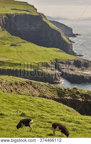 Sheep Lamb Grazing On The Faroe Islands Green Cliffs. Scenery
