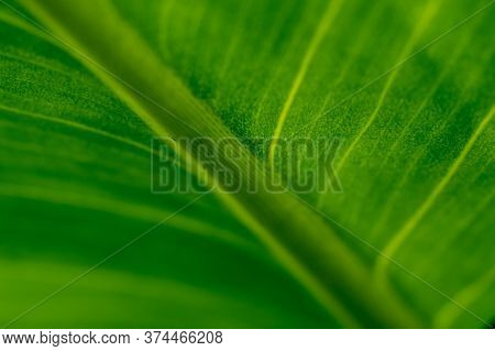 Green Leaf Detail,soft Focus.in Gardan At Home