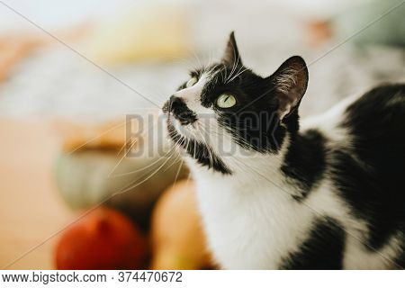Cute Cat Sitting At Pumpkin And Fall Leaves On Table In Sunny Room. Portrait Of Green Eyes Cat On Ba