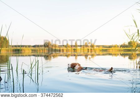 Dog Swimming In The Lake On A Beautiful Summer Day. Active Pets, Enjoying Physical Activities, Playi