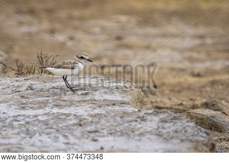 Little Ringed Plover (charadrius Dubis) In 