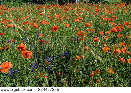 Huge Field Of Red Poppy Flowers