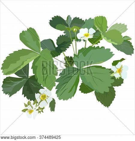 Garden Strawberry Plant Blossom, Vector Flat Isolated Illustration