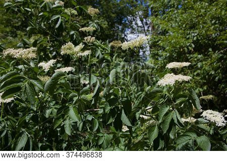 An Elder, A Small Tree Or Shrub With Elderflowers Used To Make A Popular Drink