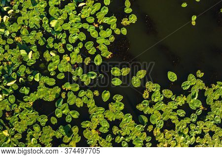 Top View Of The Svisloch River In The Citys Loshitsa Park With Lilies At Sunset.beautiful Nature Of 