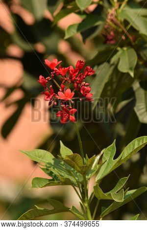 Jatropha Integerrima Or Spicy Jatropha, Peregrina, Closeup View, Blurred Background